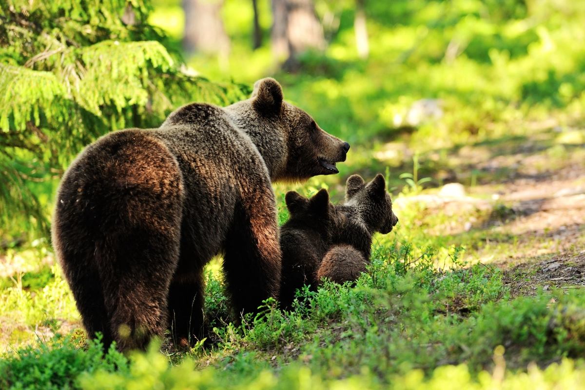 медвежата, лес, природа, медведь, коричневые, зеленые