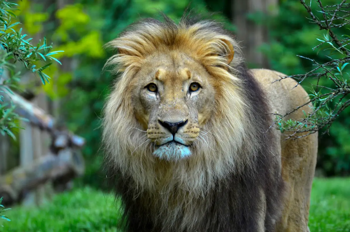 лев, царь зверей, природа, зоопарк, хищники, зеленые, бежевые