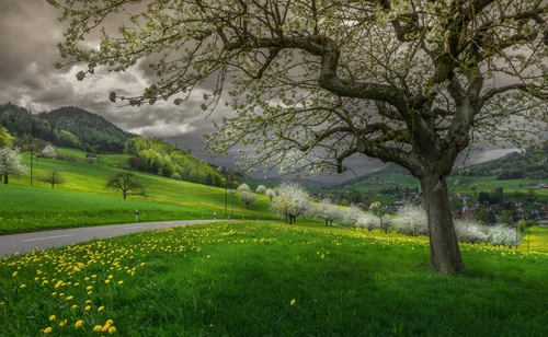 дерево, дорога, поле, природа, швейцария, зеленые, серые, белые