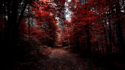 осень, деревья, лес, тропа, листья, трава, кусты, красные, 