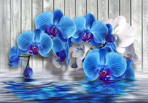 цветы, голубые орхидеи, доски, водоём, рябь, серые, голубые